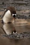 reflection penguin